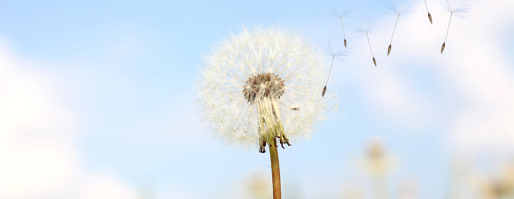 Zentrale Wohnraumlüftung